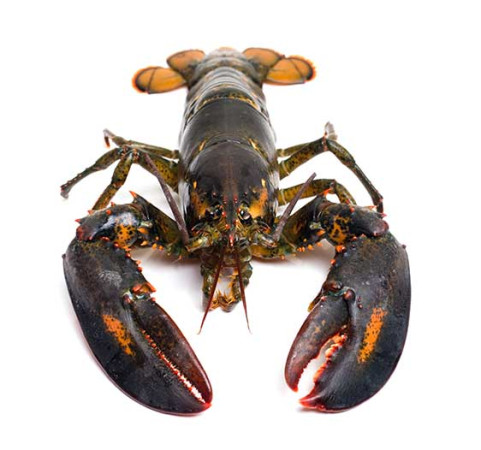 Bogavante entero crudo