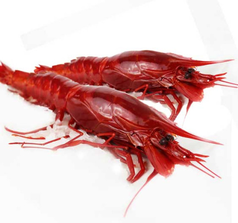 Carabineros (8/12 uds/kg)