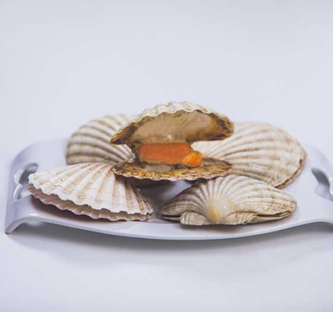 Vieira entera con concha