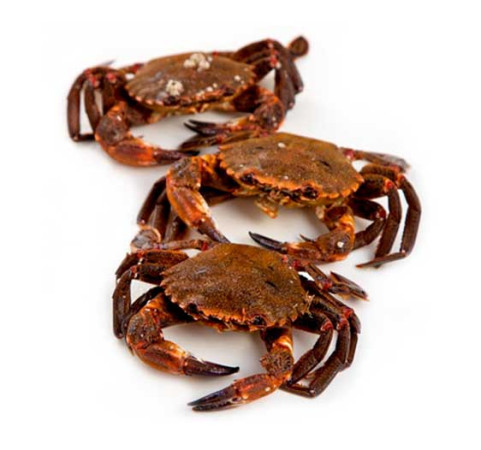 Nécora cruda entera (9/12 uds/kg)